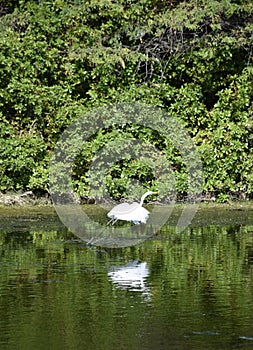 White Heron Taking Off From the Water