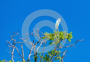 White heron on tree.