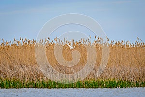 White heron at the Volga River Delta nature reserve