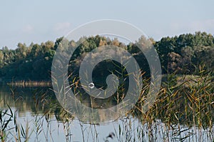 A white heron wader hern is flying above the lake