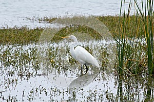 White Heron Wading