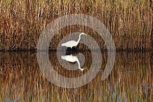 White heron wading in a marsh