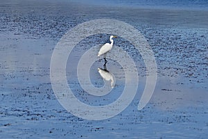 white heron wading in the shallows of lake at Merimbula NSW