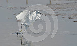 White heron walking