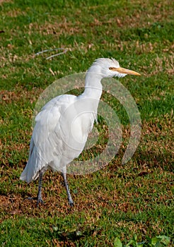 white heron walking on the grass in the desert near the hotel in Marsa Alama, Egypt photo