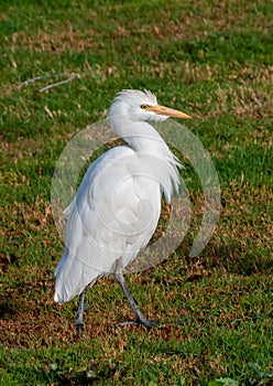 white heron walking on the grass in the desert near the hotel in Marsa Alama, Egypt photo