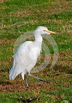 white heron walking on the grass in the desert near the hotel in Marsa Alama, Egypt photo