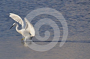White heron walking on lake