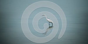 White heron walking in a pond looking for food