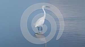 white heron walking in a pond photo