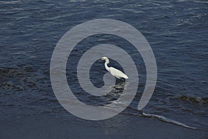 A white heron walks along the water line on the beach. Mancora, Peru