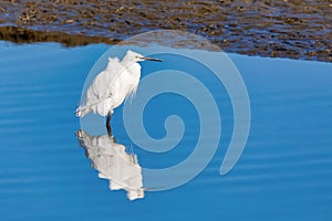 White Heron in Walvis Bay Namibia, Africa wildlife