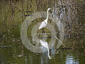 A White Heron in a Western Colorado Marsh, reflected in the water