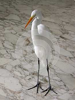 White heron whole