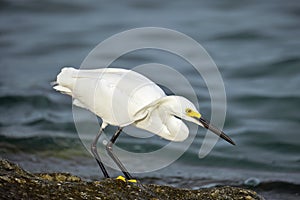 White heron wild sea bird, also known as great or snowy egret hunting on seaside in summer