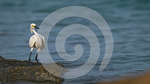 White heron wild sea bird, also known as great or snowy egret hunting on seaside in summer