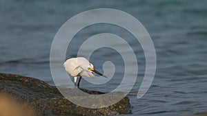 White heron wild sea bird, also known as great or snowy egret hunting on seaside in summer