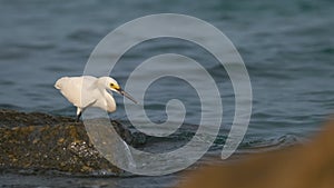 White heron wild sea bird, also known as great or snowy egret hunting on seaside in summer