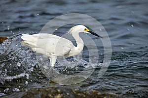 White heron wild sea bird, also known as great or snowy egret hunting on seaside in summer