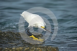 White heron wild sea bird, also known as great or snowy egret hunting on seaside in summer