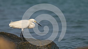 White heron wild sea bird, also known as great or snowy egret hunting on seaside in summer