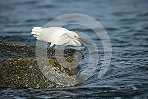 White heron wild sea bird, also known as great or snowy egret hunting on seaside in summer