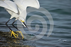 White heron wild sea bird, also known as great or snowy egret hunting on seaside in summer