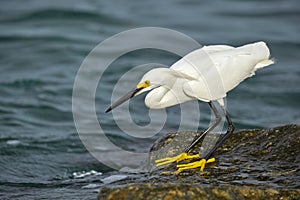 White heron wild sea bird, also known as great or snowy egret hunting on seaside in summer
