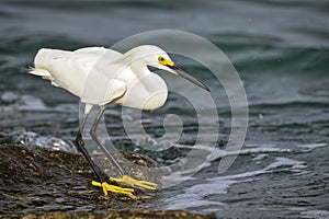 White heron wild sea bird, also known as great or snowy egret hunting on seaside in summer