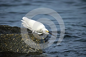 White heron wild sea bird, also known as great or snowy egret hunting on seaside in summer