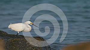 White heron wild sea bird, also known as great or snowy egret hunting on seaside in summer