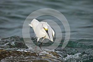 White heron wild sea bird, also known as great or snowy egret hunting on seaside in summer