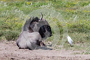 White heron and a wildebeest at Etosha National Park