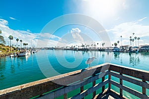 White heron on a wooden balustrade in Oceanside harbor