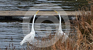 White herons fighting