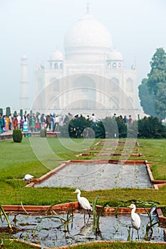 White herons in front of Taj-Mahal Palace