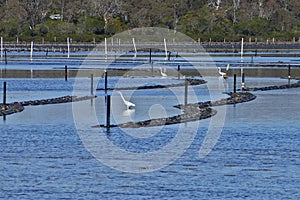 white herons wading in the shallows of lake at Merimbula Oyster farms NSW