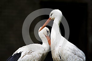 White herons from the zoo
