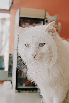 White Heterocromic cat feline sitting indoors