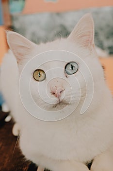 White Heterocromic cat feline sitting indoors