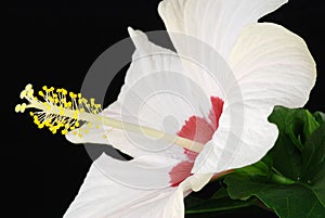 White hibiscus