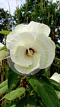 White hibiscus backroads OK photo