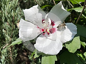 White hibiscus with a bee