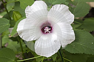 White hibiscus bloom with bee inside