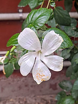 White hibiscus blooming on their branch