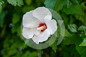 White hibiscus flower, close-up. Soft focus. Beautiful shrubs adorn the garden.