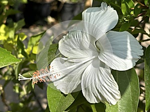 White Hibiscus Flower closeup (lat.- Hibiscus