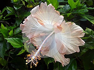 WHITE HIBISCUS FLOWER WITH COROLLA WHITE FLOWER
