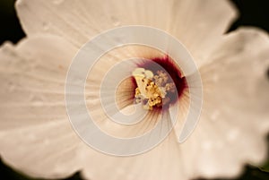 White hibiscus flower with a deep red center photo