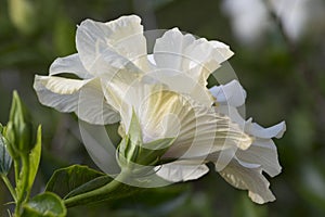 White hibiscus flower macro close-up in the garden